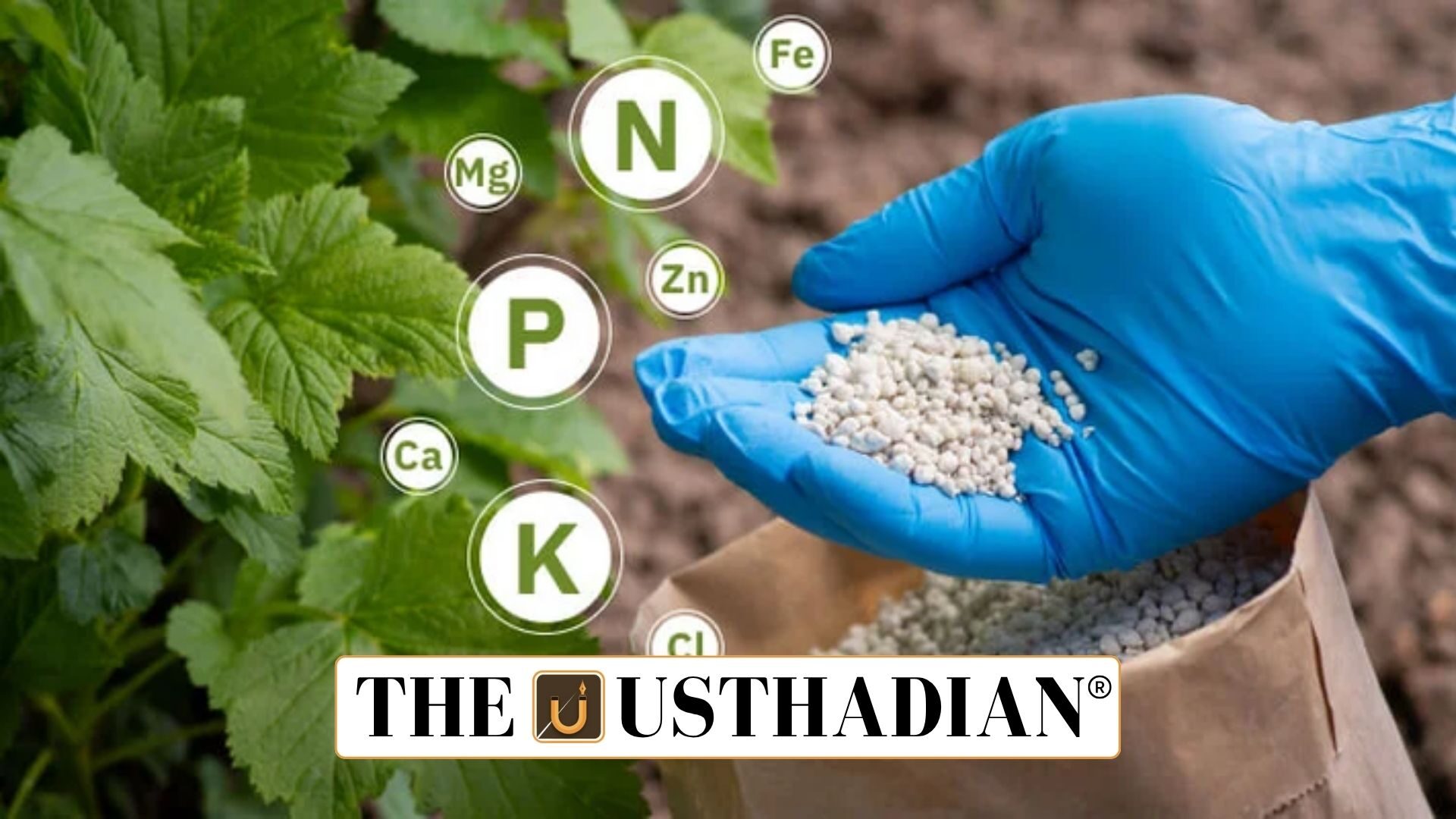 Cabinet Clears Fertiliser Subsidy Boost for Rabi 2025–26