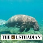 Dugong Reserve in Tamil Nadu Gains IUCN Recognition