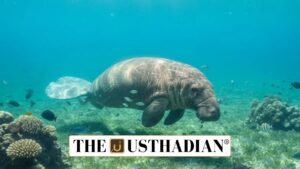 Dugong Reserve in Tamil Nadu Gains IUCN Recognition