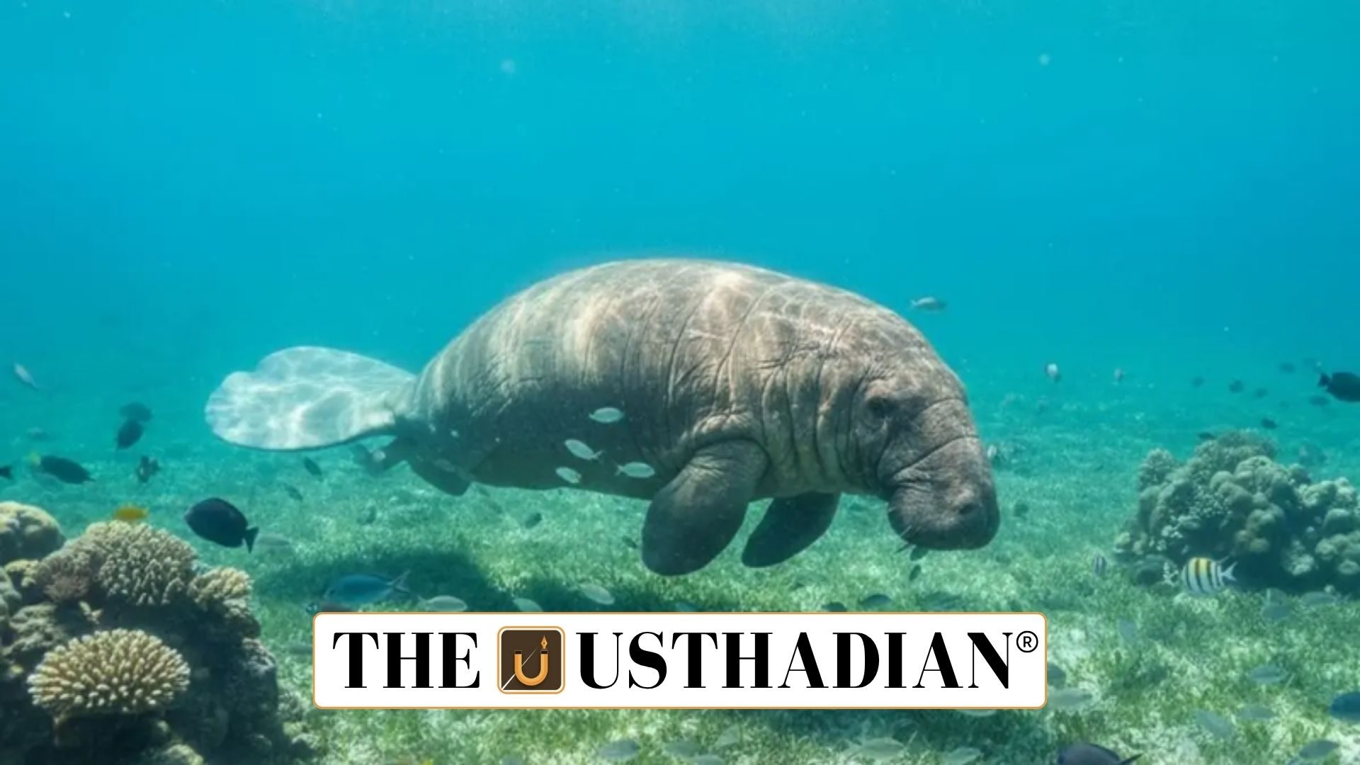 Dugong Reserve in Tamil Nadu Gains IUCN Recognition