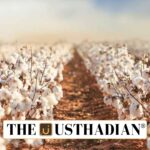 Kapas Kranti Mission Boosts Cotton Productivity in India