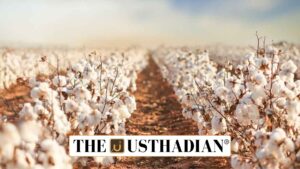 Kapas Kranti Mission Boosts Cotton Productivity in India