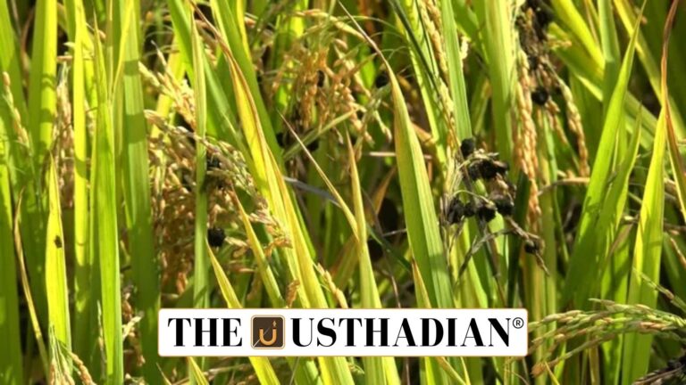 False Smut Crisis Hits Punjab Paddy Fields