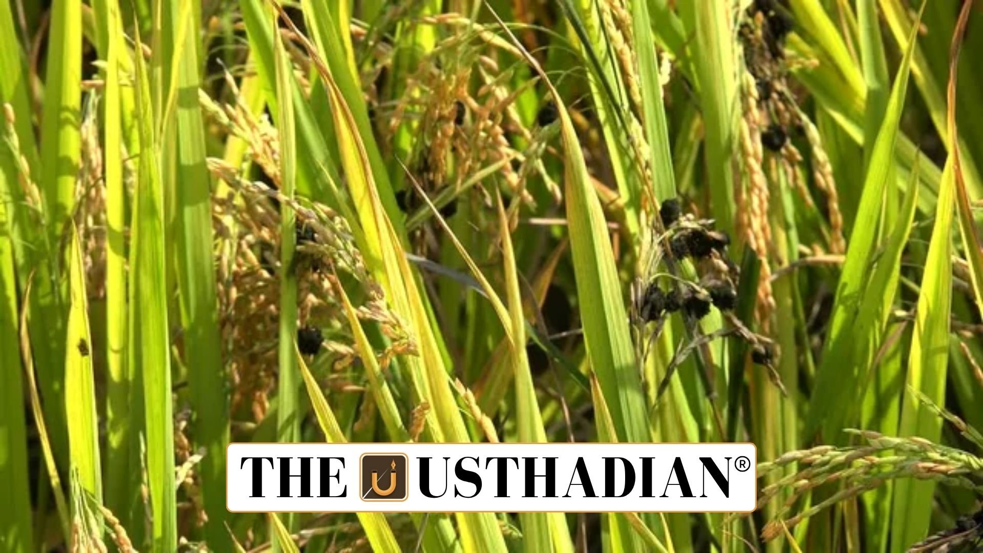 False Smut Crisis Hits Punjab Paddy Fields