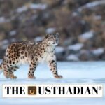 Rising Snow Leopard Numbers in Himachal Pradesh