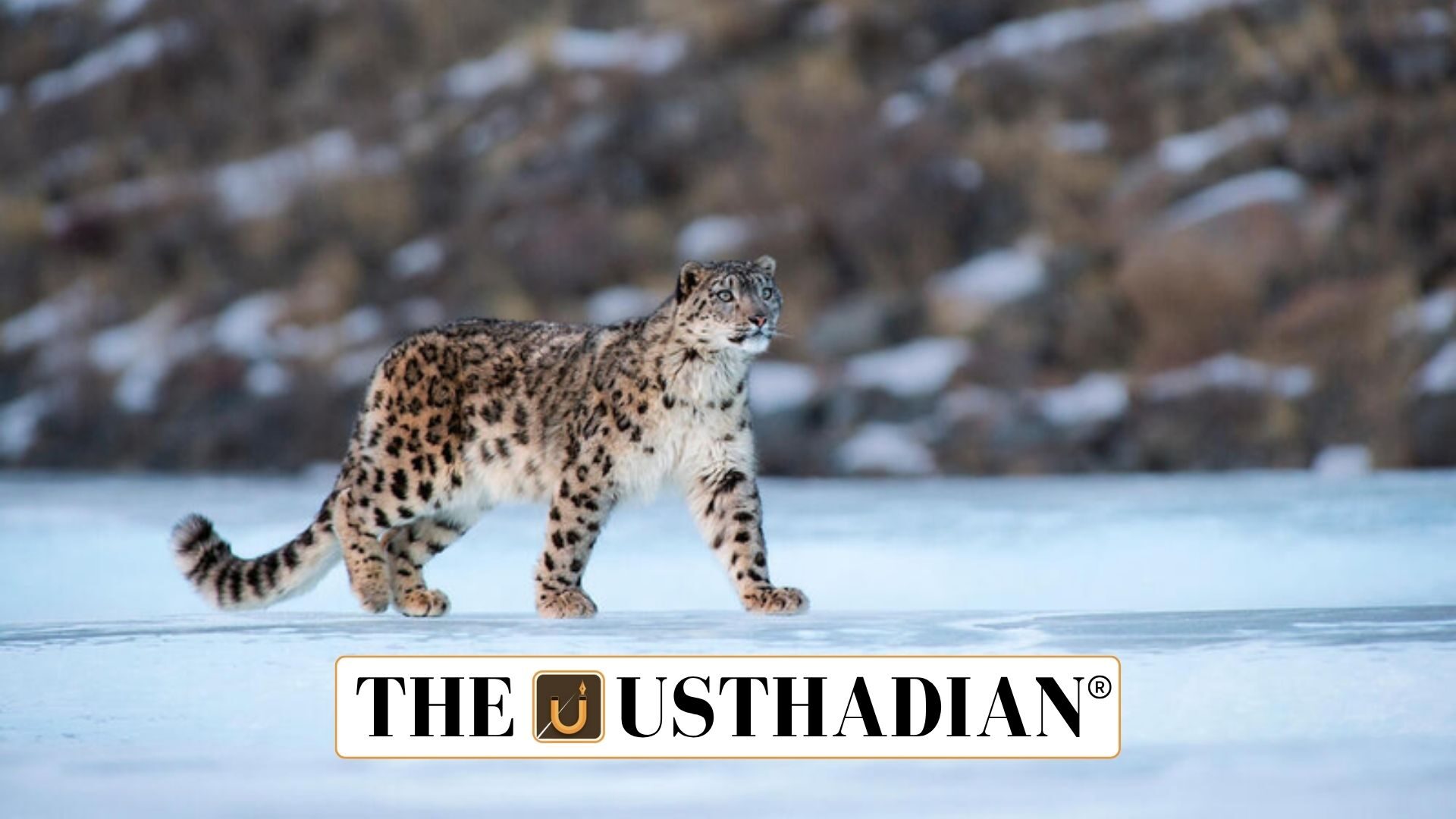 Rising Snow Leopard Numbers in Himachal Pradesh