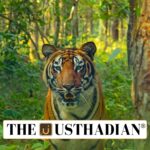 IUCN Green Status Assessment Declares Tiger as Critically Depleted