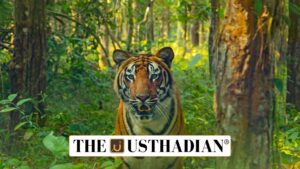 IUCN Green Status Assessment Declares Tiger as Critically Depleted
