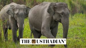 Gaj Rakshak App Enhances Elephant Monitoring in Bandhavgarh