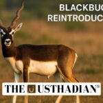 Chhattisgarh Blackbuck Comeback Marks Conservation Success