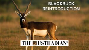 Chhattisgarh Blackbuck Comeback Marks Conservation Success