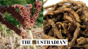 Madhya Pradesh Launches First Kodo Kutki Procurement Drive