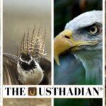 Lesser-Known Endangered Species Protection