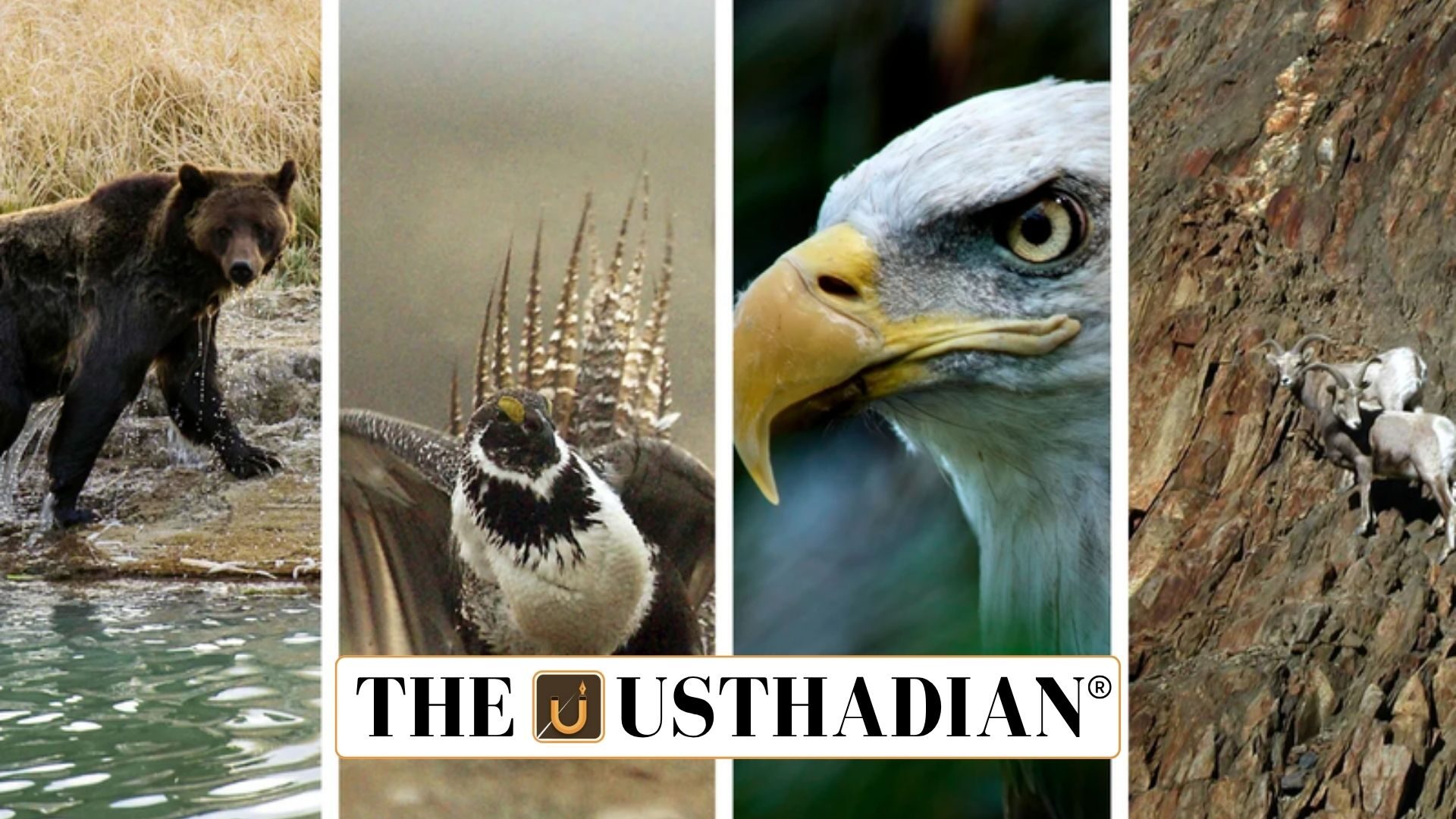 Lesser-Known Endangered Species Protection