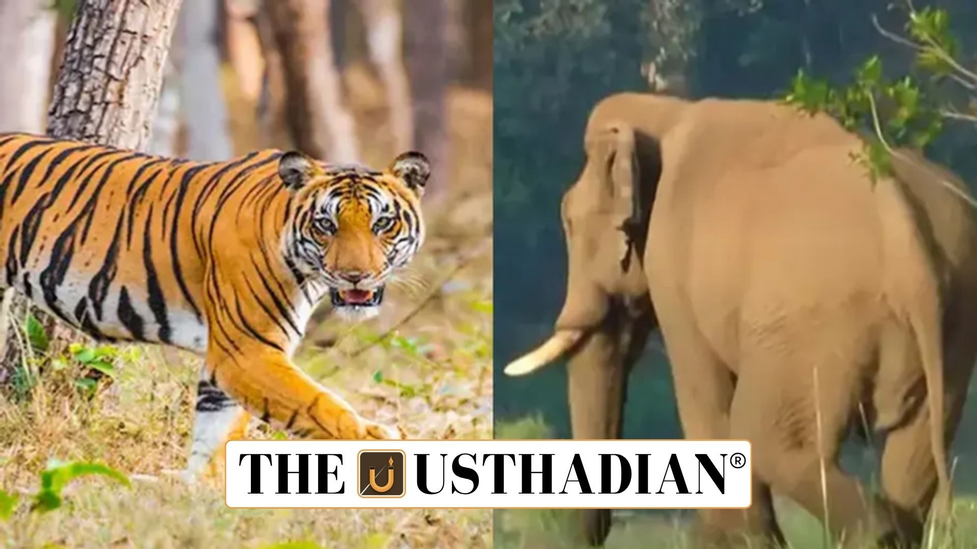 Kerala’s Proposal to Change Wildlife Protection Law