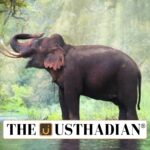 Status of Elephants in India