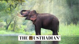 Status of Elephants in India