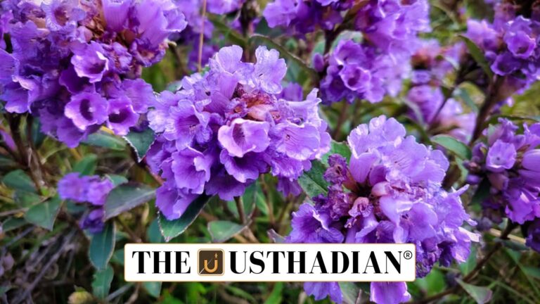 Kurinji Blooms Return to Gudalur Forests