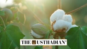 Cotton Cultivation Decline in Tamil Nadu