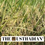 Samba Paddy Coverage in Cauvery Delta