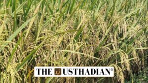 Samba Paddy Coverage in Cauvery Delta