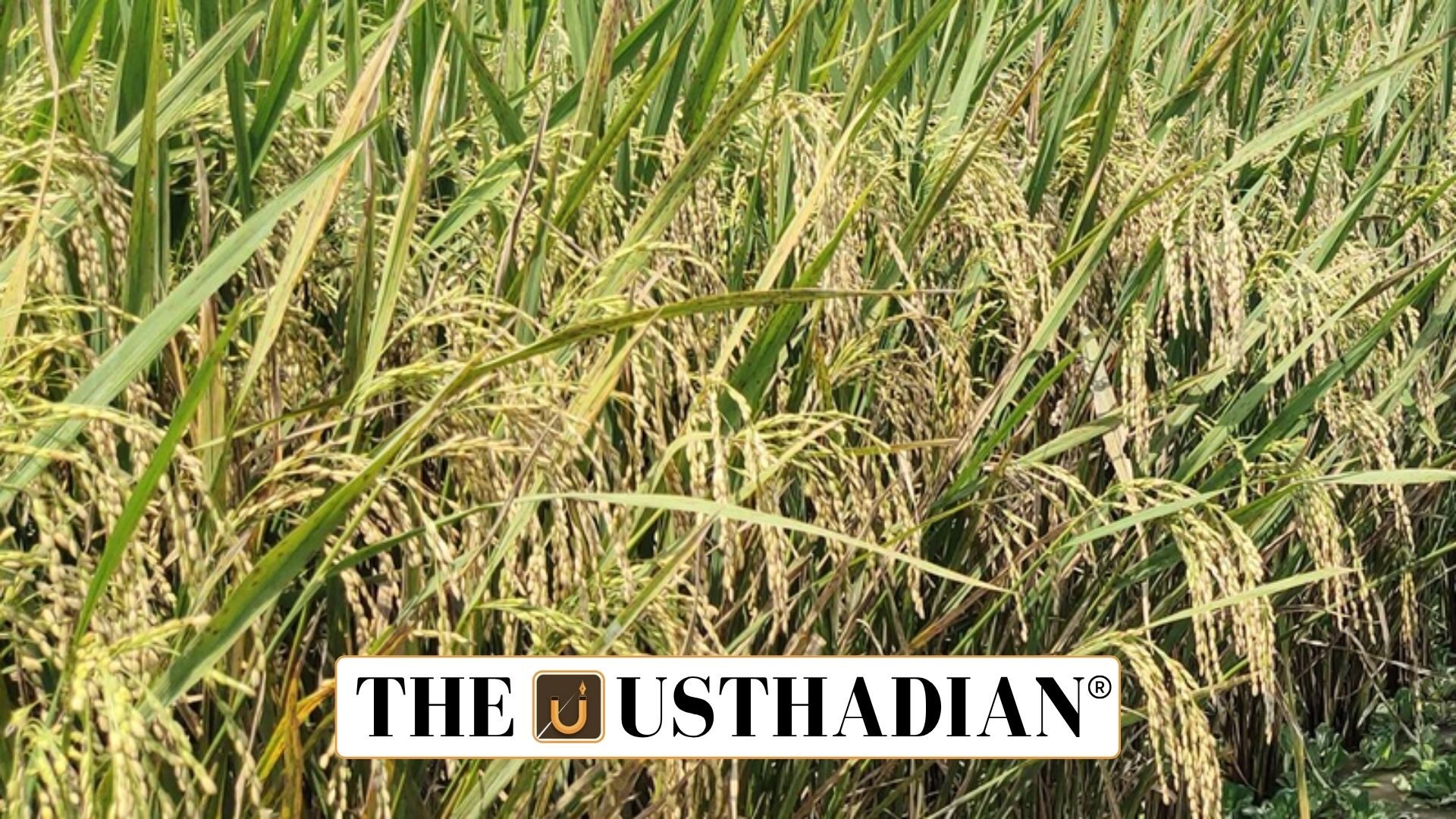 Samba Paddy Coverage in Cauvery Delta