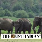 Tamil Nadu Wild Elephant Census 2025
