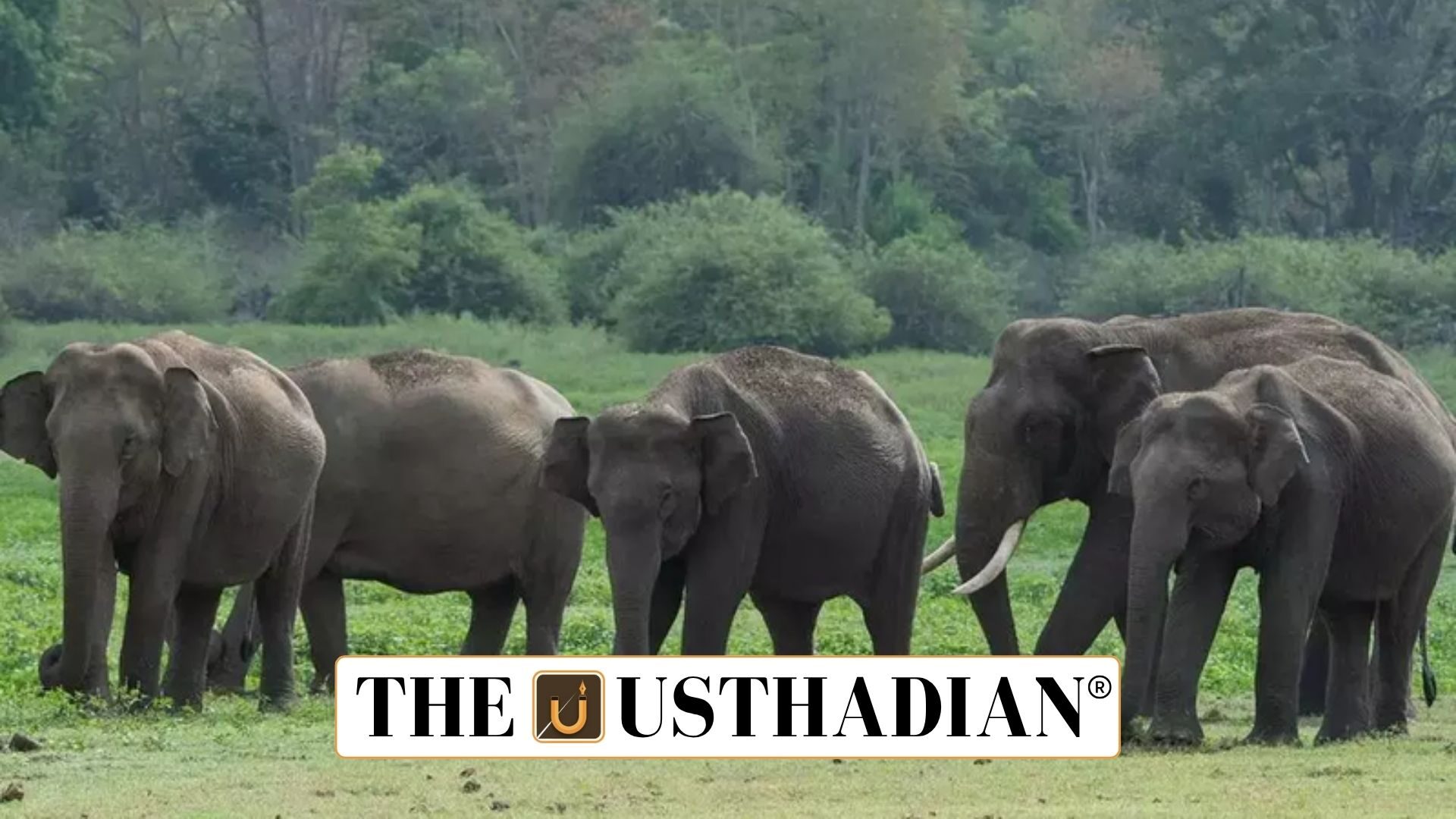 Tamil Nadu Wild Elephant Census 2025