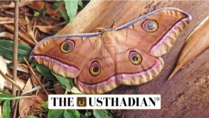 Atlas Moth Spotted in Karnataka