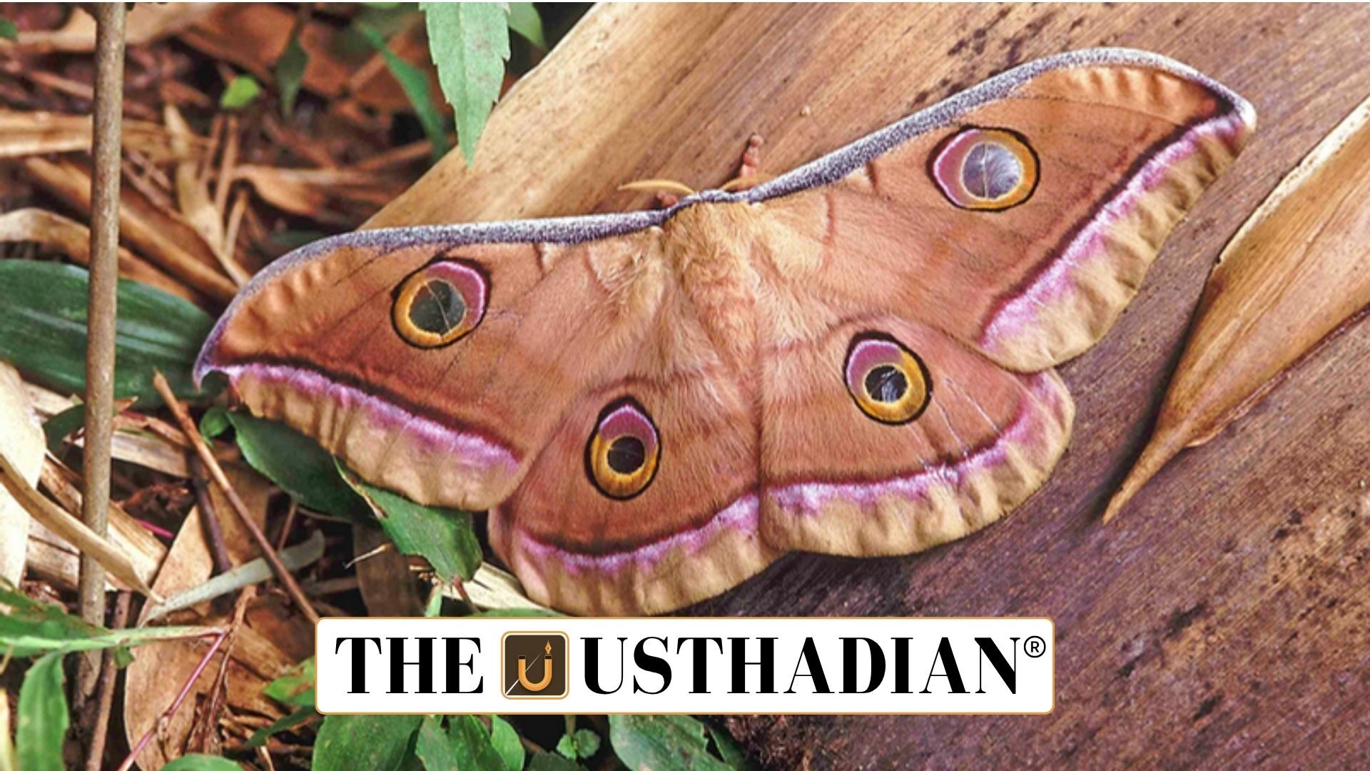 Atlas Moth Spotted in Karnataka