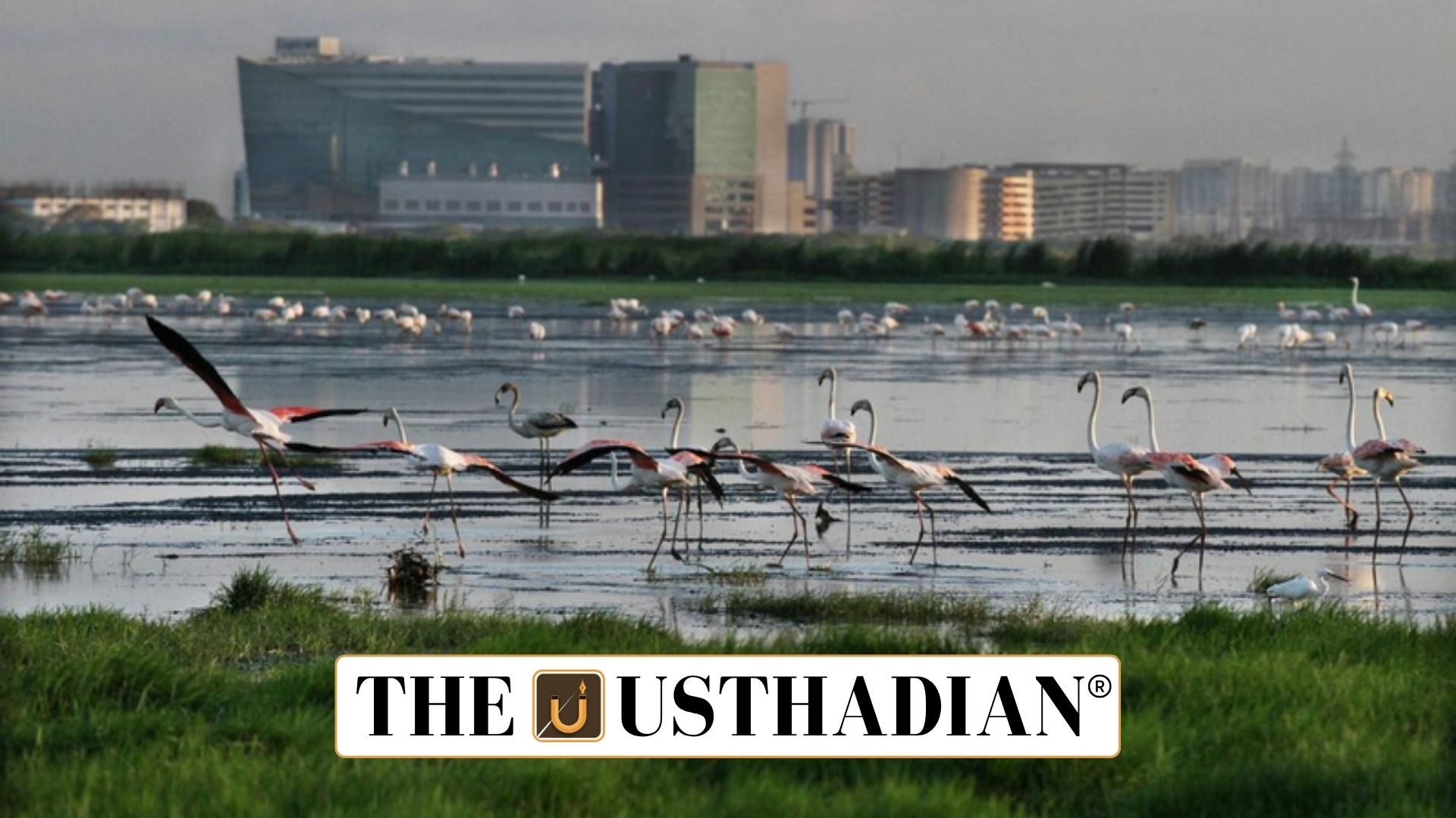 Pallikaranai Marshland Dispute