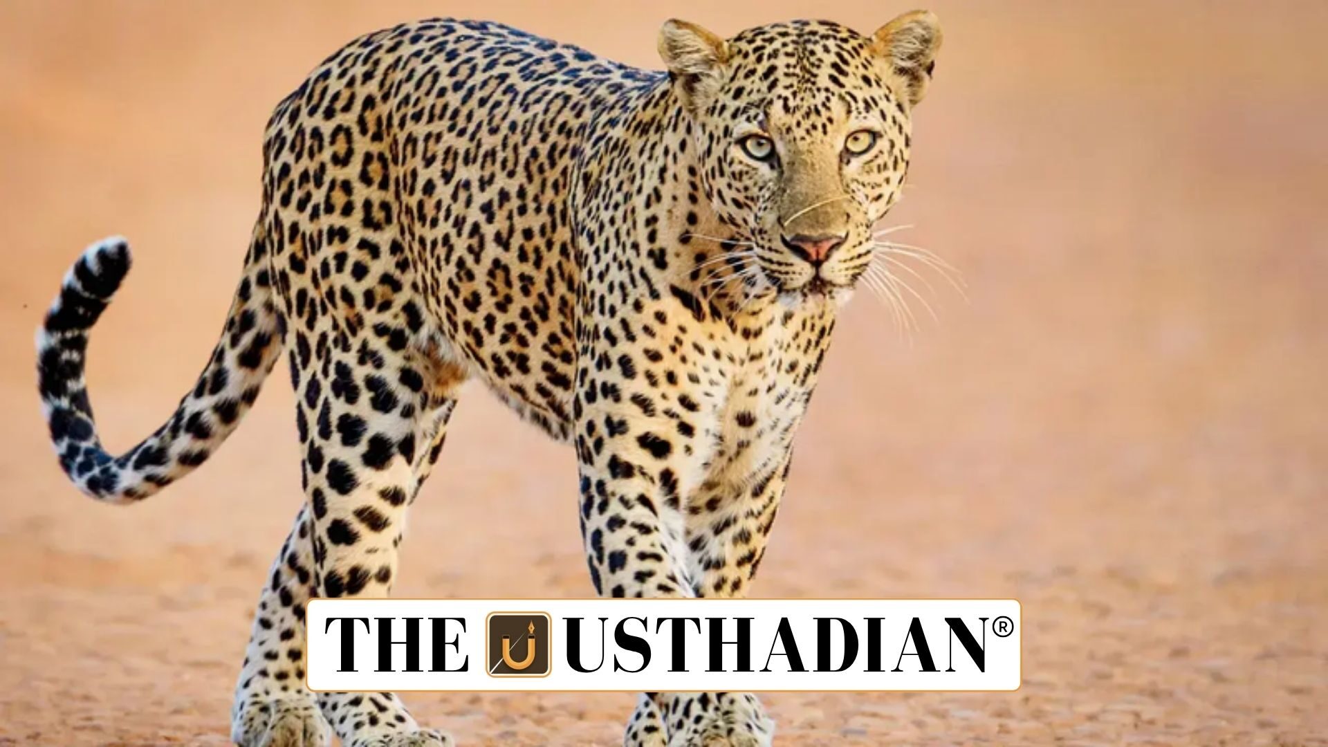 Leopards and India’s First Birth-Control Initiative