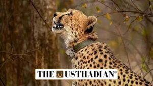 Nauradehi Wildlife Sanctuary Set for Cheetah Reintroduction