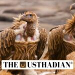 National Vulture Survey Marks a New Milestone in India’s Wildlife Monitoring
