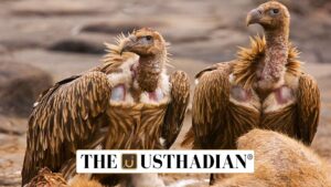 National Vulture Survey Marks a New Milestone in India’s Wildlife Monitoring