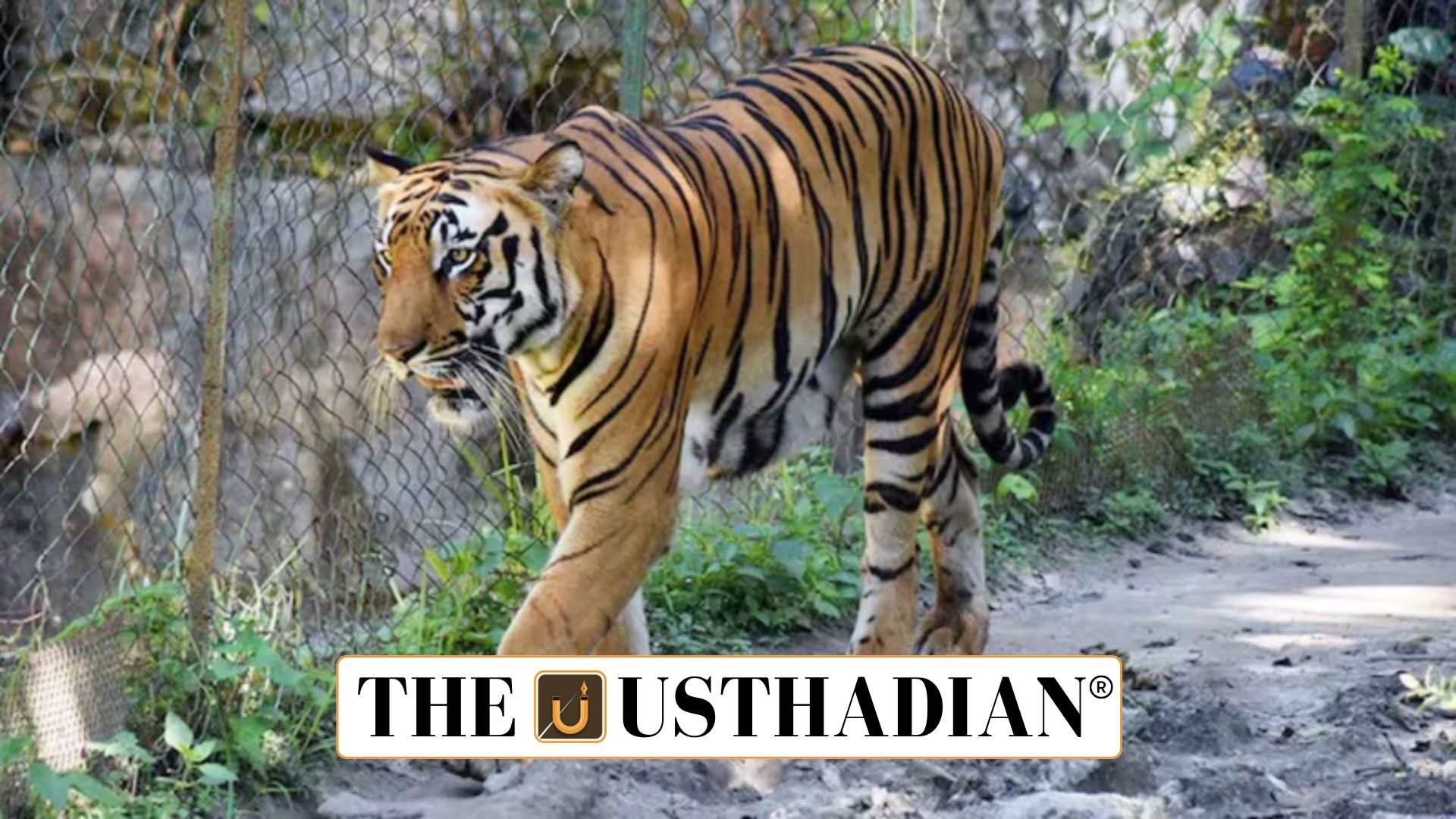 Tiger Reserves and Recent Recommendation in Goa