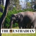 Tamil Nadu’s New Wildlife Management Framework