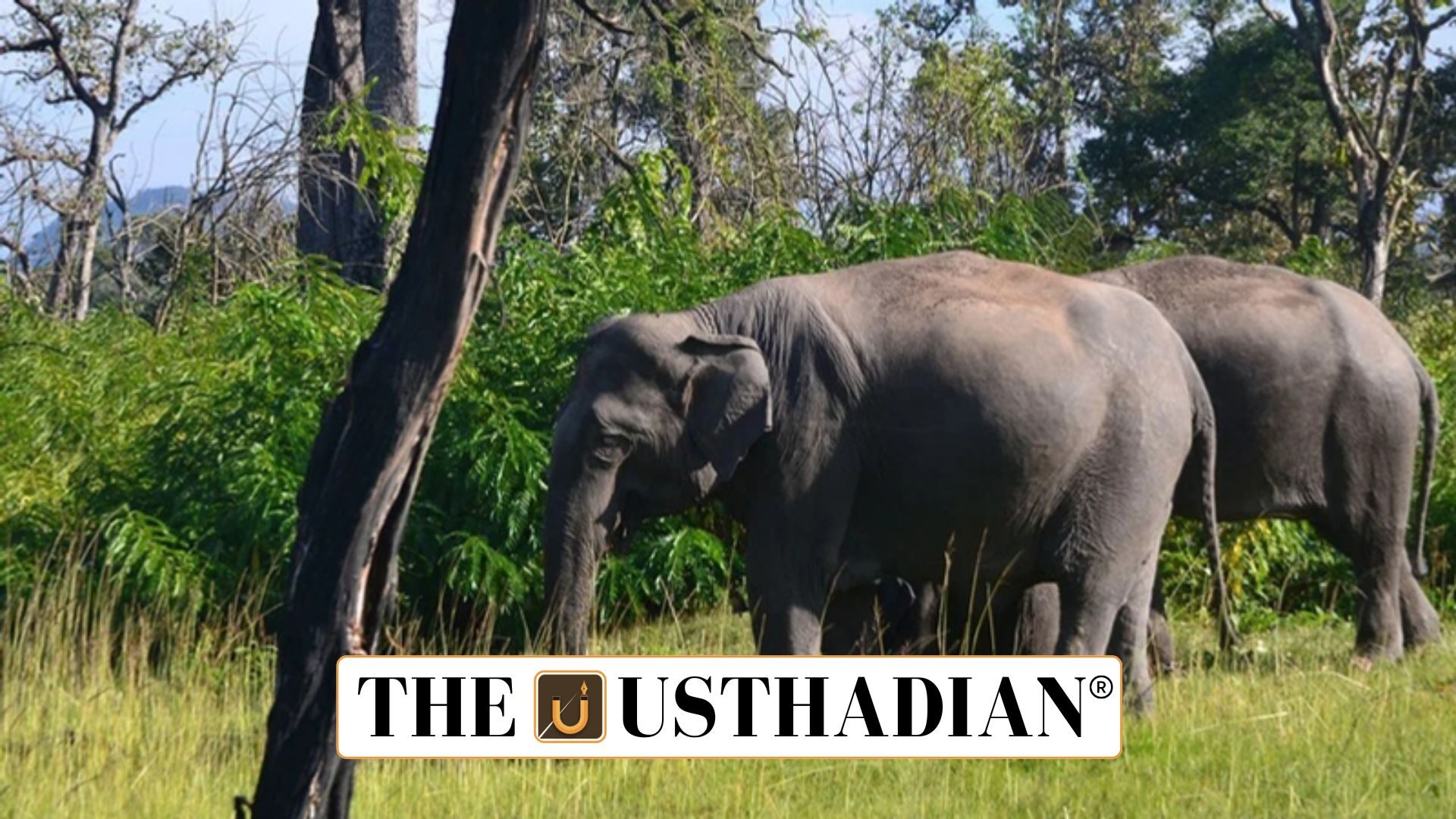 Tamil Nadu’s New Wildlife Management Framework