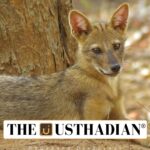 Tenkasi Golden Jackal Ambassadors Initiative