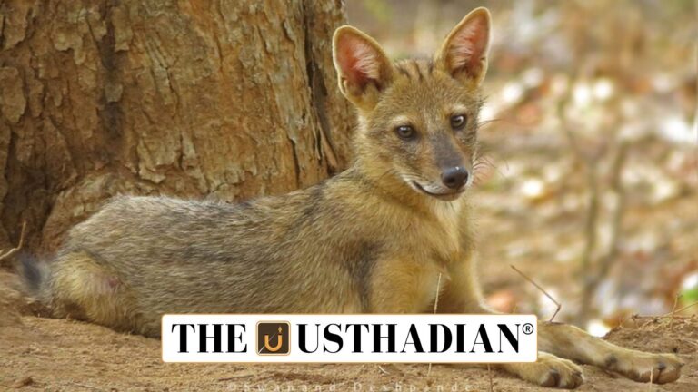 Tenkasi Golden Jackal Ambassadors Initiative