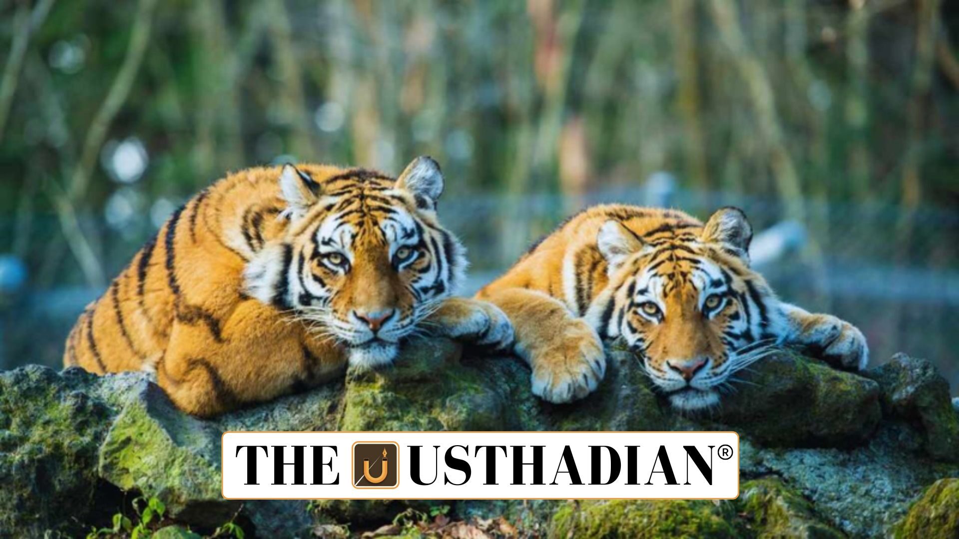 Ramgarh Vishdhari Tiger Reserve Tiger Translocation Update