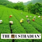 Tea Development and Promotion Drive Strengthening India’s Tea Sector