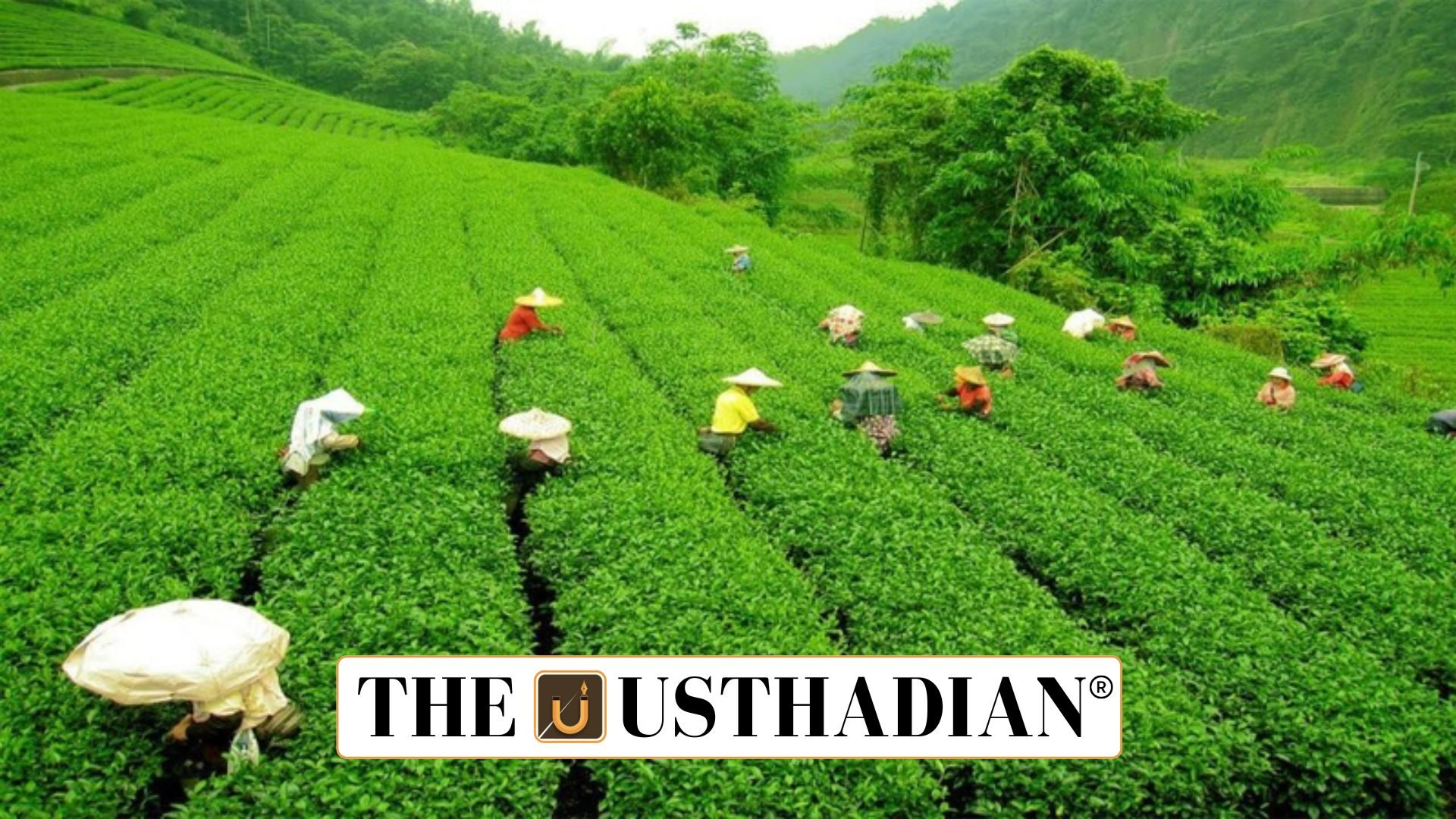 Tea Development and Promotion Drive Strengthening India’s Tea Sector