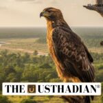 Eastern Imperial Eagle Sighting in Mudumalai