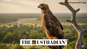 Eastern Imperial Eagle Sighting in Mudumalai