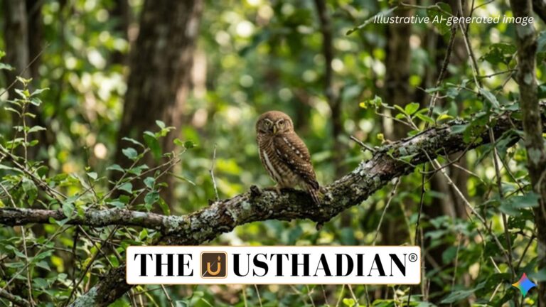 Rare Forest Owlet Spotted in Kuno National Park