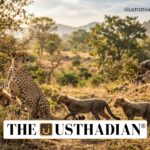 India Sees Rising Cheetah Numbers With New Cubs at Kuno