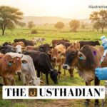 Gujarat Strengthens Livestock Safety Through FMD Vaccination Campaign