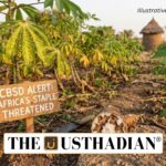 Cassava Brown Streak Disease Threatens Africa’s Staple Crop