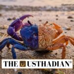 Rare Gynandromorphy Found in Vela carli Crab